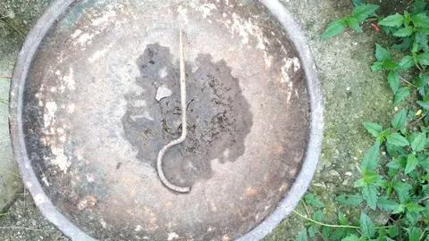 कोड़ेवला गाजा