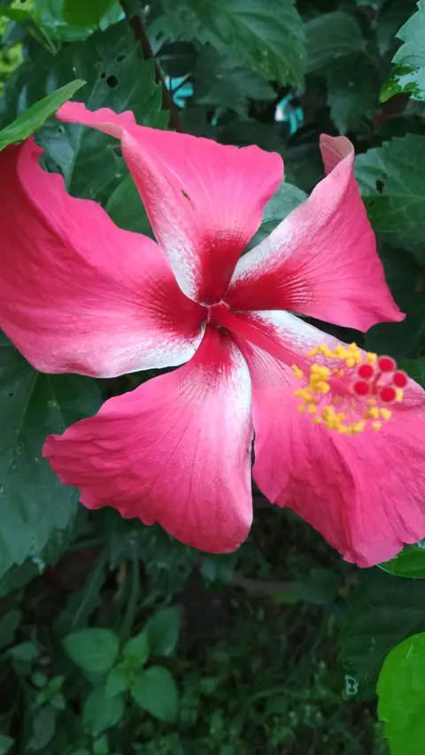 ललका फूला