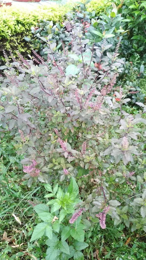 तुलसिया पता