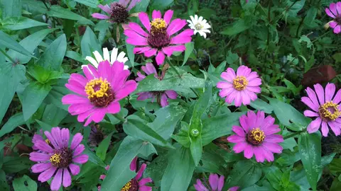 चंदरमुखी फूला