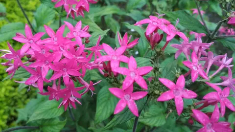 गुलबिया फूला