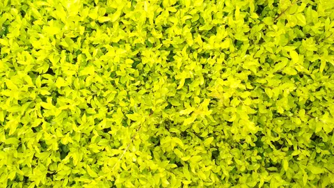 पियरका घासा